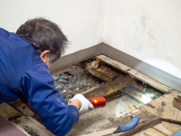 Certified Mold Removal in Mountainair, NM