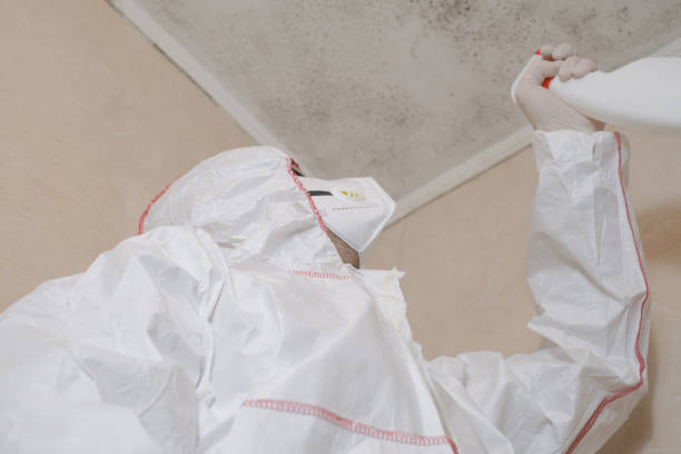 Best Fast Mold Removal  in Mountainair, NM