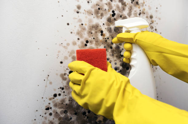 Best Mold Testing  in Mountainair, NM