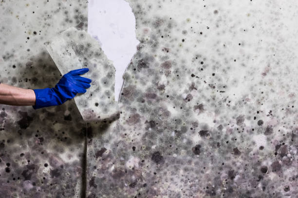 Best Professional Mold Removal  in Mountainair, NM