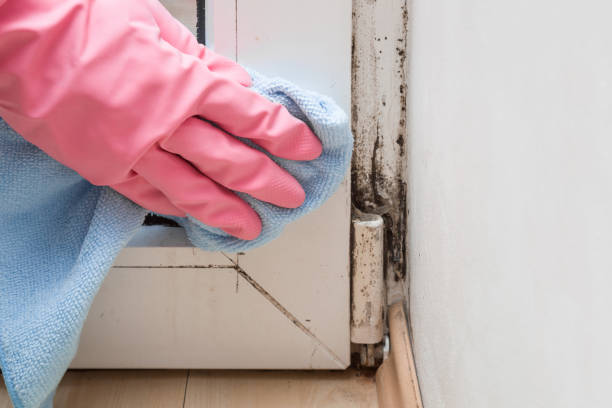 Mold Testing and Removal in Mountainair, NM