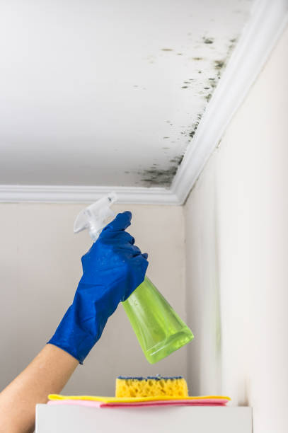 Best Mold Cleaning Services  in Mountainair, NM